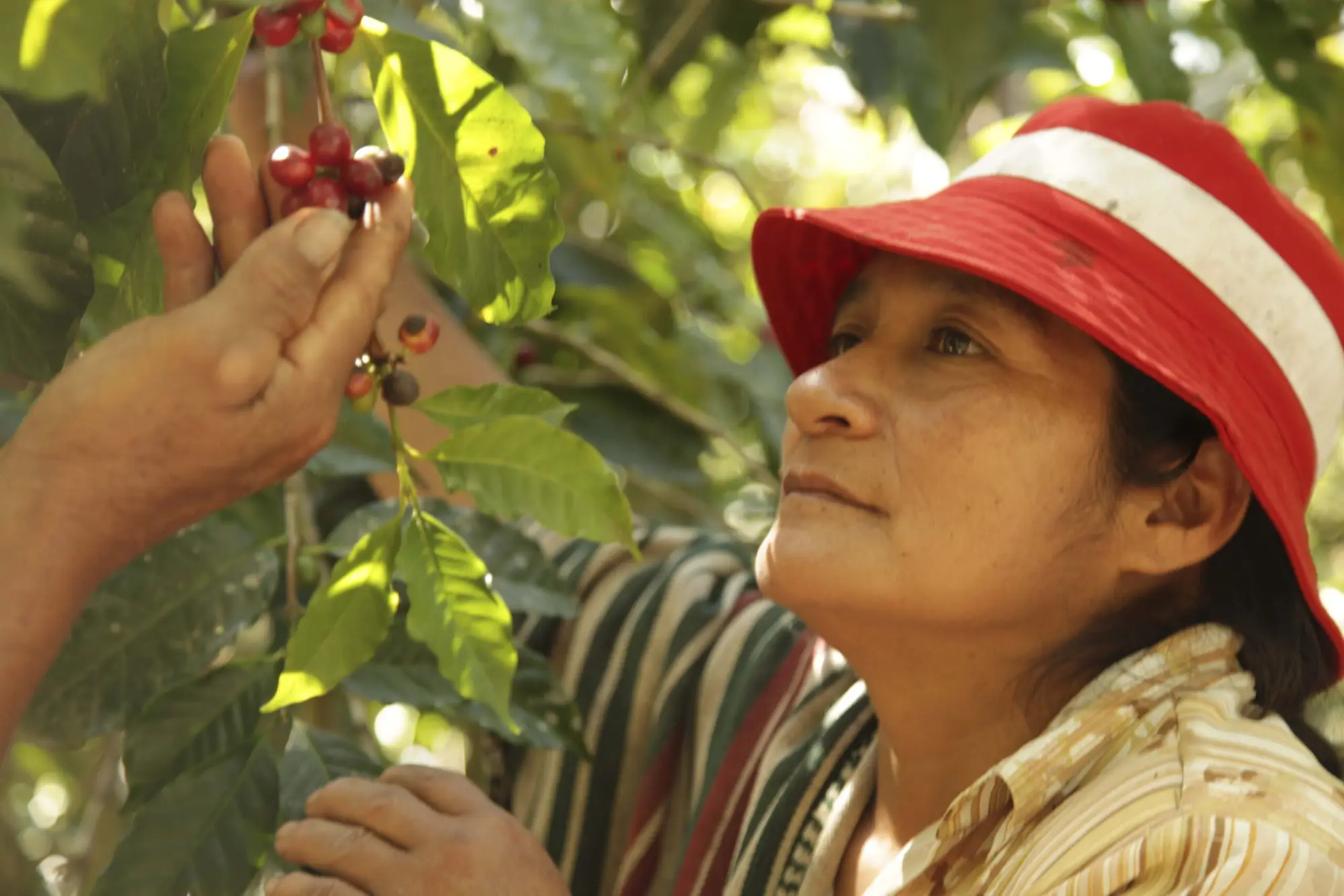 En kvinne i stripet skjorte og rød lue som høster kaffekirsebær fra en miljøvennlig, frodig plante.