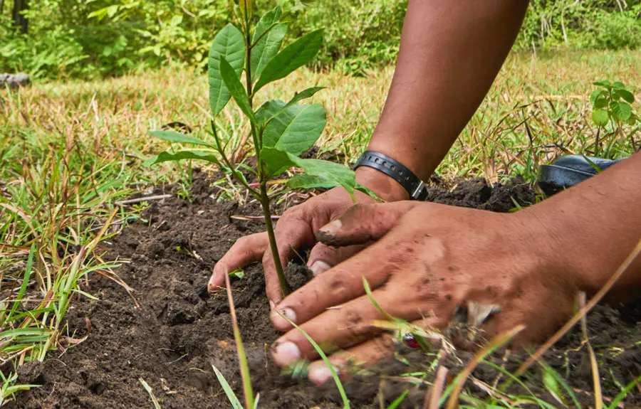 Hender som planter et lite tre i fruktbar jord, viser en miljøansvarsinnsats.