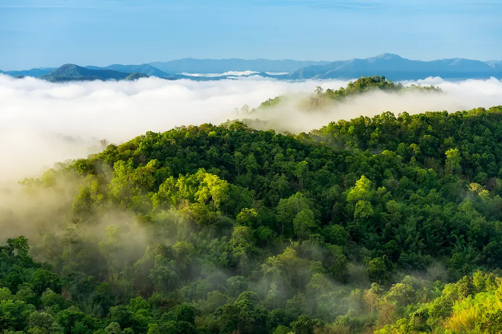 Et kupert skoglandskap med tette grønne trær, delvis dekket av tåke. I bakgrunnen er det flere bakker og fjell under en klarblå himmel. Det er som å finne den beste i test kaffemaskin bedrift midt i naturens ro.